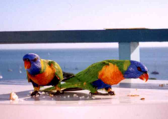 Rainbow lorikeets