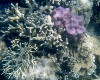 Longford Reef coral