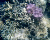 Longford Reef coral